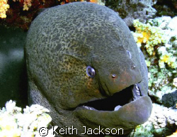 Moray Eel, Jackson reef in the Straights of Tiran. by Keith Jackson 